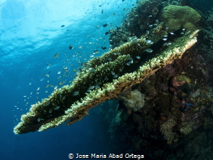 Seascape of the reef on Talisay Moalboal by Jose Maria Abad Ortega 